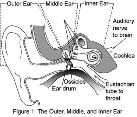 Ear Cochlea Diagram