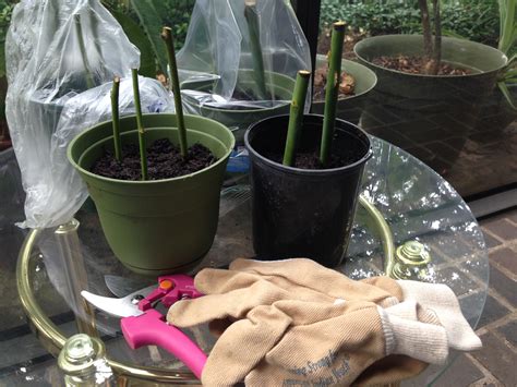 How Long Does It Take Fig Tree Cuttings To Root