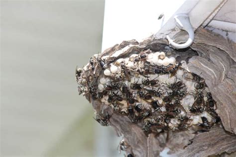 Bald Faced Hornet Nest: Everything You Need to Know - Midway Pest ...