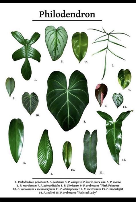 Various Philodendron Varieties | Philodendron plant, Pretty plants ...