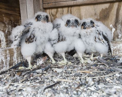 PHOTOS: Meet The Peregrine Falcon Chicks Hatched Atop Our Bridges This Year - Bay Ridge - New ...