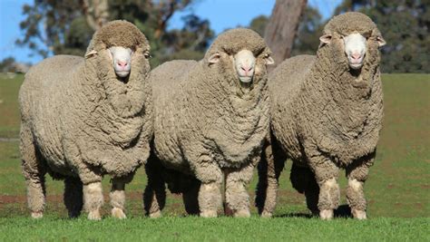 Australia's biggest sheep show is worth the trip for WA Merino stud | The Land | NSW