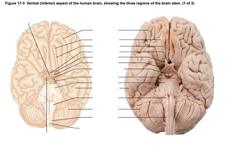 Ventral (inferior) aspect of the human brain, showing the three regions ...