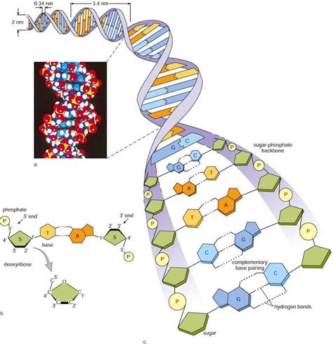 DNA Structure - Morgan Huetter's Bio 205 Study Guide