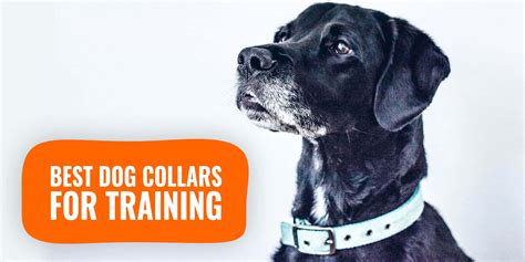 12 Best Dog Collars For Training – Material, Methods, Ethics & Reviews