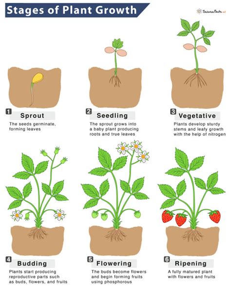 Plant Growth – Definition & Stages