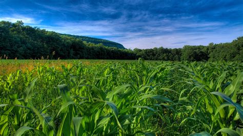 Corn Field Wallpapers - Top Free Corn Field Backgrounds - WallpaperAccess