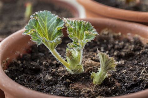 Using A Polybag, Begonia Tubers Can Be Started Indoors 8 Weeks Before Last Frost | Horticulture ...