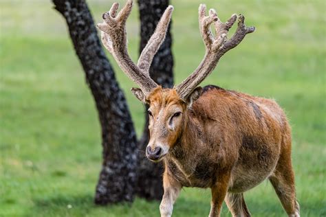 Texas Exotic Hunting Ranch | Guided Exotic Hunts — Lazy CK Ranch