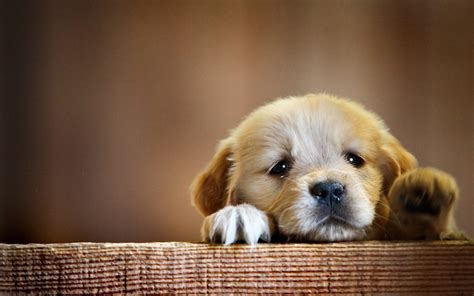 Cute Dog Wallpapers - Top Free Cute Dog Backgrounds - WallpaperAccess