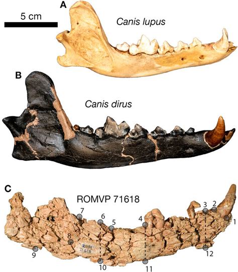 Canadian dire wolf fossil formally identified