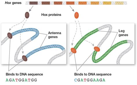 Homeotic Genes and Body Patterns