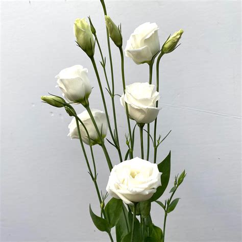 White Lisianthus - Kittelberger Wholesale Florist - Webster & Rochester