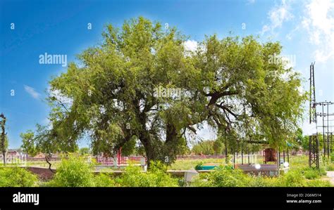 Khejri desert tree rajasthan hi-res stock photography and images - Alamy