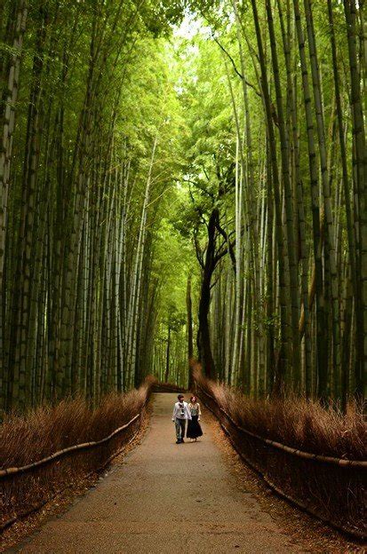 Pesona Alam Di Balik Hutan Bambu Jepang Yang Sangat Mengagumkan - Review tempat wisata terbaik ...