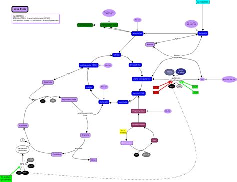 Urea Cycle Regulation