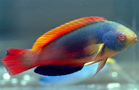 *FAIRY WRASSE FISH ~ scott s fairy wrasses are one of the most vividly colored wrasses ... | TO ...