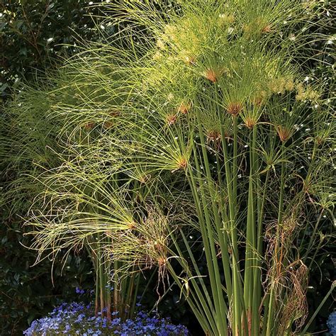 Egyptian Papyrus - Cyperus Papyrus | Tropical Bog Plants