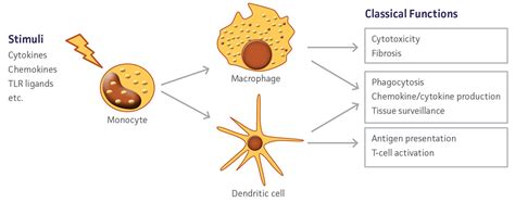 In Vitro Differentiation of Macrophages and Dendritic Cells | ATCC