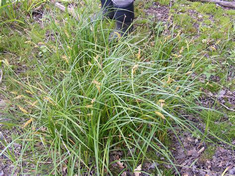 Loire Valley Nature: Sedges - Carex spp