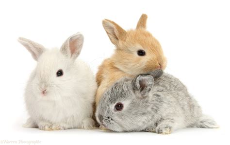 Three cute baby Lop rabbits photo WP27532