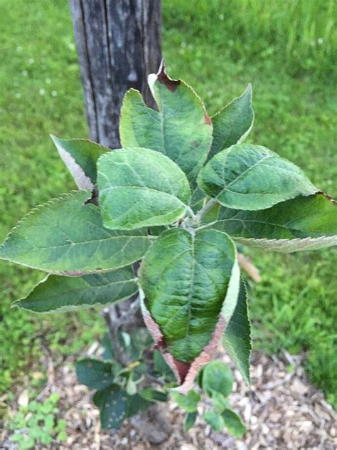 Leaf curl on young Apple trees - General Fruit Growing - Growing Fruit