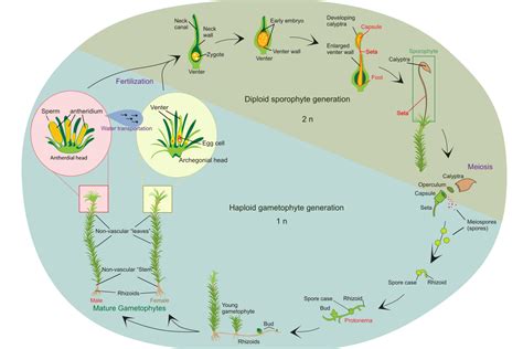 Phylum Bryophyta Life Cycle