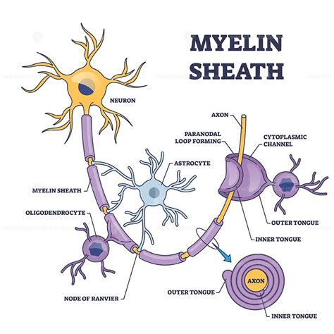 Myelin sheath layer for axon nerve with detailed structure outline ...