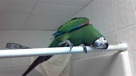 Severe Macaw talking away - YouTube