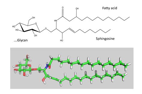 Glycolipid Chemical Structure