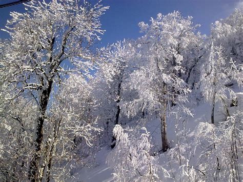 Snowy Trees Free Photo Download | FreeImages