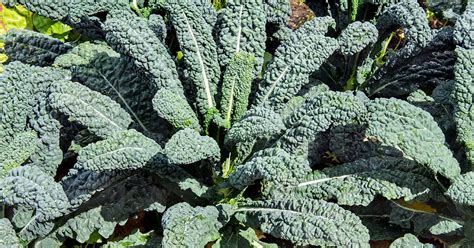 Harvesting Kale From Your Garden | Fasci Garden