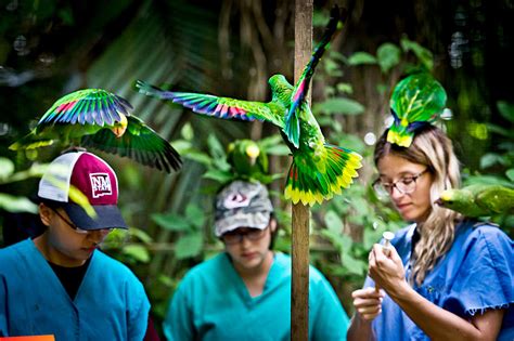 Working with Green Parrots at Belize Bird Rescue