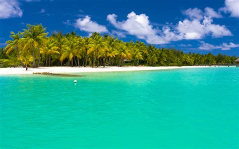 Download Palm Tree Maldives Turquoise Sea Ocean Photography Beach 4k ...