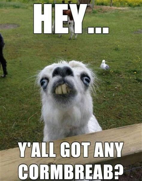 17+ Funny Memes Of Llamas - Factory Memes