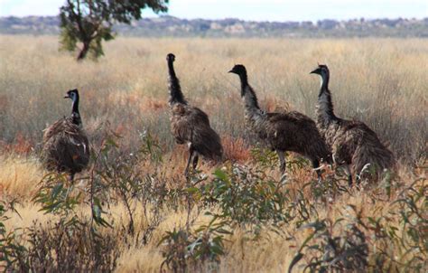 Images by Christine Walsh: Kangaroos and Emus