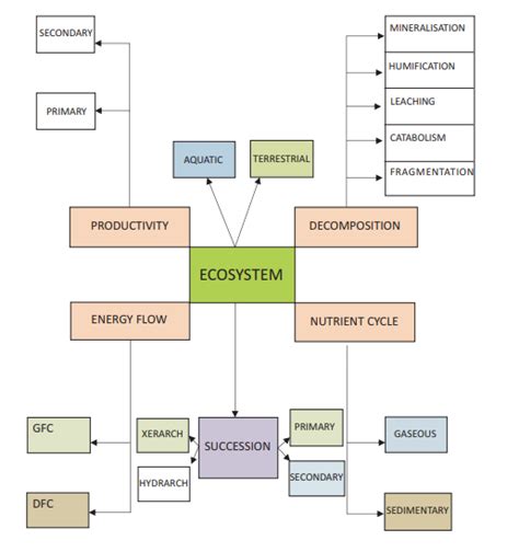 5th Grade Ecosystem Concept Map - Map