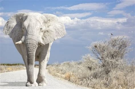 The White Elephant Is Not a Legend | White elephant images, Elephant, Elephant facts