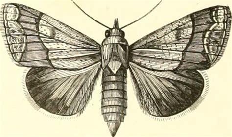 Image from page 145 of "Encyclopédie d'histoire naturelle;… | Flickr