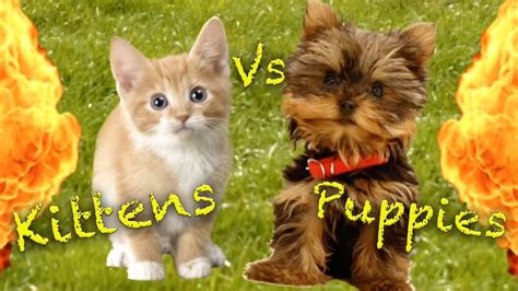 Kittens Vs Puppies - YouTube