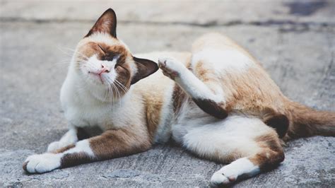 How To Treat A Skin Allergy In Cats