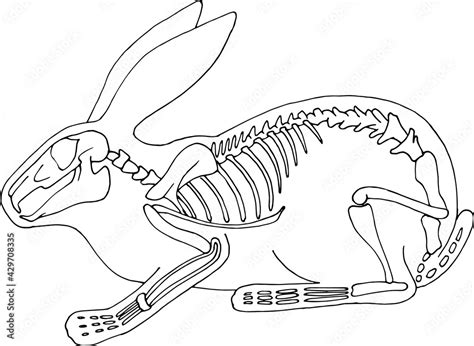 Hand draw skeleton rabbit. Digital doodle. Animal skull,bones Stock Vector | Adobe Stock