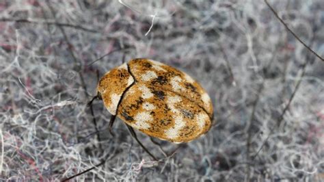 Carpet Beetle Larvae | Are They Dangerous? - Pest Samurai