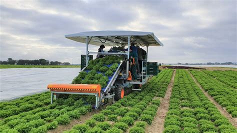 ORTOMEC head lettuce harvesters: the best solutions for an optimal work