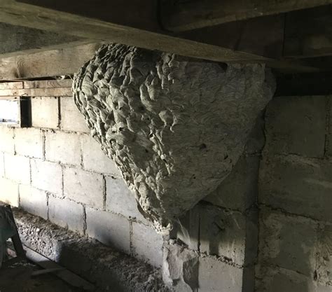 Huge Wasp Nest Found Under Porch | VexTech Pest Management