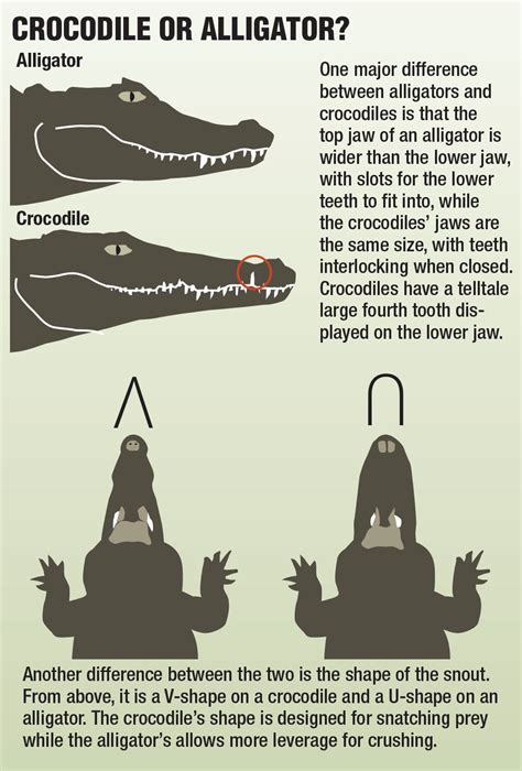 Crocodile Facts For Kids, Crocodile Craft, Crocodile Habitat, Fun Facts About Animals, Animal ...