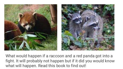 Who would win red panda vs. raccoons