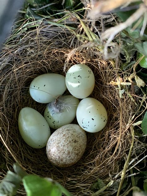 Birds nest in my hanging basket, not necessarily looking for overall identification but more so ...