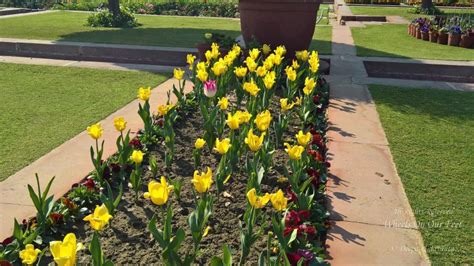 The Mughal Gardens, Rashtrapati Bhavan (12) - Wheels On Our Feet