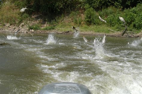 School of Jumping Silver Carp | Photo by Jason Jenkins | Flickr